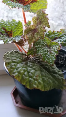 Продавам цветя Бегония Рекс (царска Бегония), снимка 5 - Стайни растения - 49969501