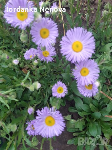 Еригерон , снимка 2 - Градински цветя и растения - 40862415