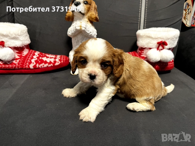 Кавалер кинг чарлз шпаньол, снимка 5 - Кавалер кинг чарлз шпаньол - 52532204