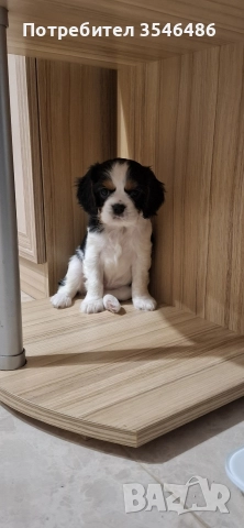 Кавалер кинг чарлз шпаньол 