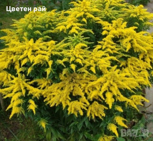 Канадска златна пръчица , снимка 3 - Градински цветя и растения - 51555884