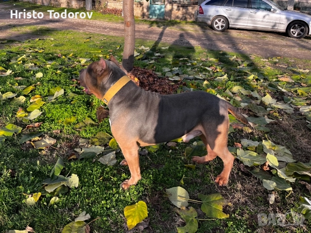 Американско були хл/Разплод, снимка 4 - Други - 52524746