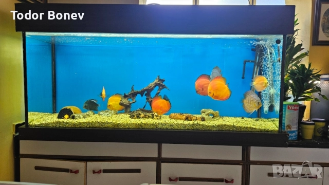 продавам аквариум 300литра, снимка 5 - Аквариуми - 51858737
