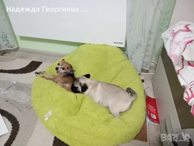 Хотел за кучета , котки, зайци, гризачи и птици, снимка 9 - Ветеринари и услуги - 48148785