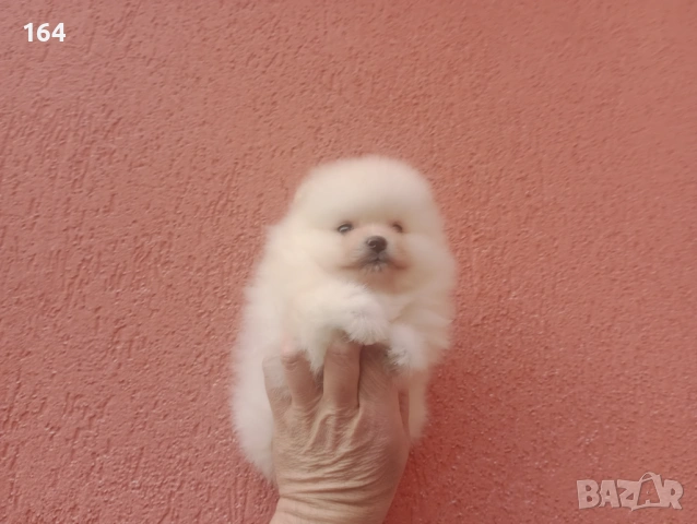 Померани. Момиче и момче. Реални снимки от 08.02.26 г, снимка 3 - Померан - 53316084