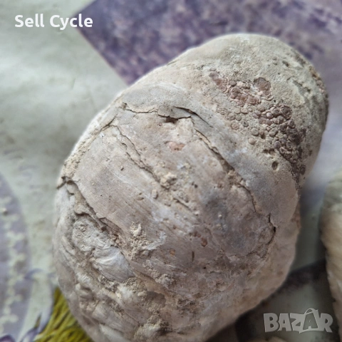 ✅ФОСИЛИ - СТРИДИ - ПРОВАДИЯ❗, снимка 2 - Колекции - 53432045