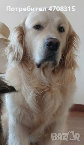 Голдън ретривър карамел момче, снимка 9 - Голдън ретривър - 53260030