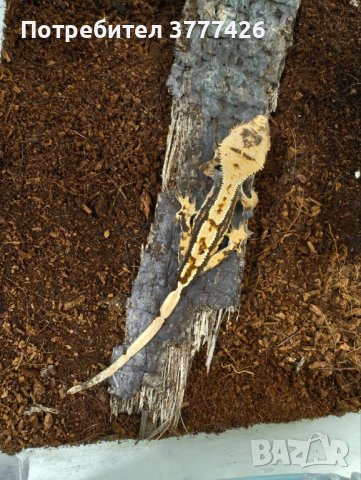 Цилиатус / Ресничестият бананояден гекон / Correlophus ciliatus, снимка 3 - Гекон - 42172388