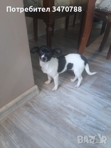 Чихуахуа , снимка 4 - Чихуахуа - 52774225