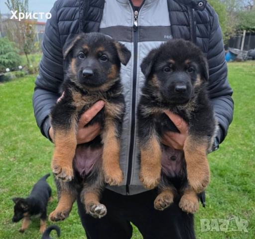 Малки немски овчарки