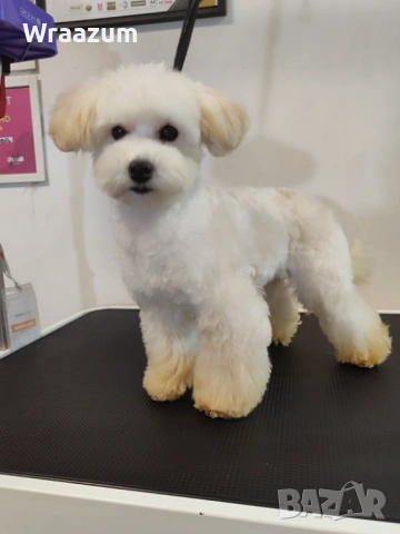 Малтипу (болонка+ТОЙ пудел), снимка 8 - Други - 52864698