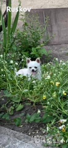 Чихуахуа , снимка 7 - Чихуахуа - 52734022