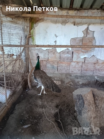 Паун, снимка 3 - други­ - 52933226