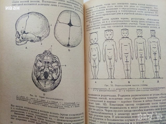 Анатомия Человека - М.Курепикина,Г.Воккен - 1963г. , снимка 4 - Специализирана литература - 39010401