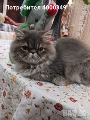 Продавам персийско женско коте, снимка 2 - Персийска - 52506650