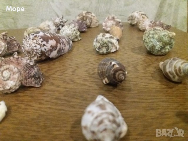 Лот Раковина Рапани , снимка 6 - Морски сувенири - 37771617