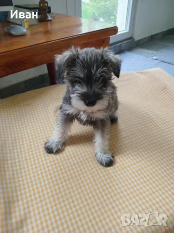 Кученца Цвергшнауцер , снимка 3 - Други - 50332021