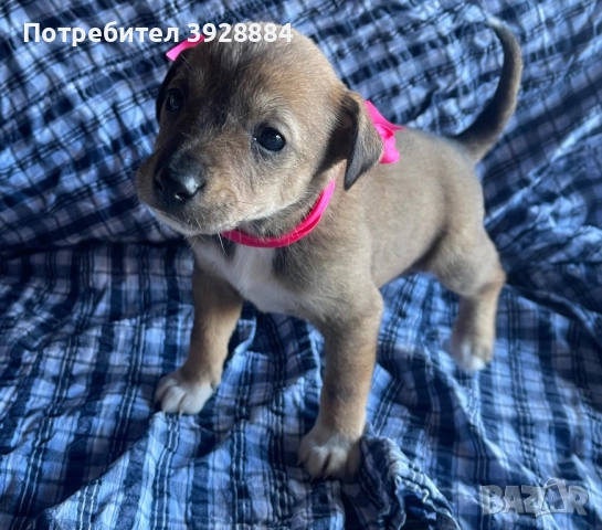 Подарявам кученца