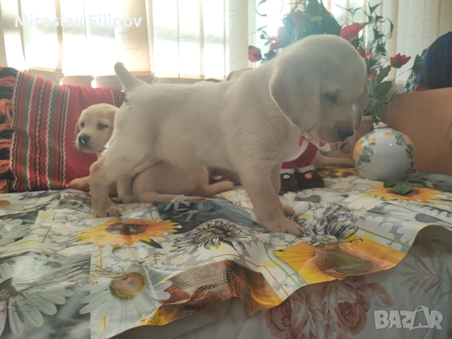 Лабрадор 2-мъжки 2-женски , снимка 7 - Лабрадор ретривър - 52869132