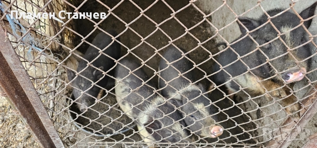 виетнамски прасета, снимка 5 - Дартс - 51886098