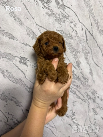 Продавам пудел той , снимка 2 - Пудели - 52538740