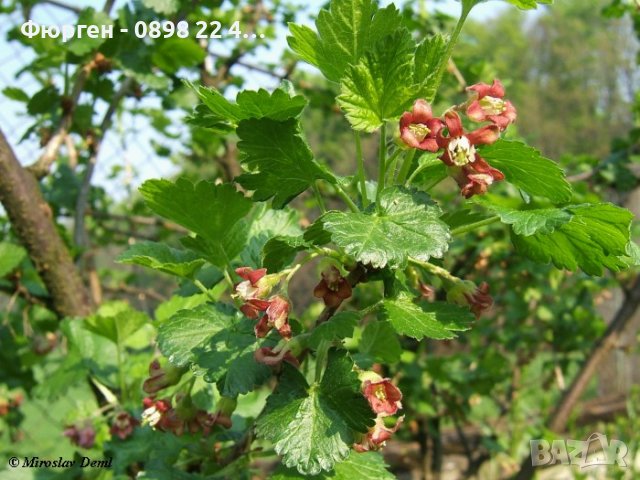 Йоща - Хибрид между касис  и цариградското грозде, снимка 2 - Разсади - 38043840