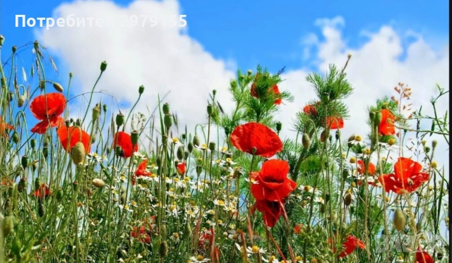 Косене на тревни площи 