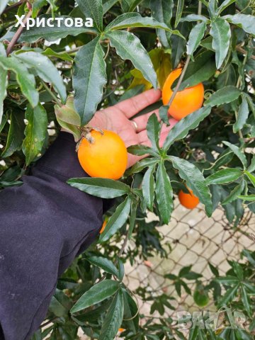 Голяма Студоустойчива синя Пасифлора, снимка 2 - Градински цветя и растения - 43022865