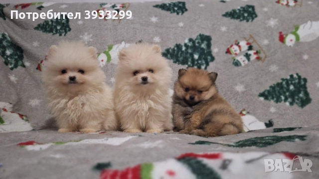 Померан мини померанчета чисто бели, снимка 3 - Померан - 52328942