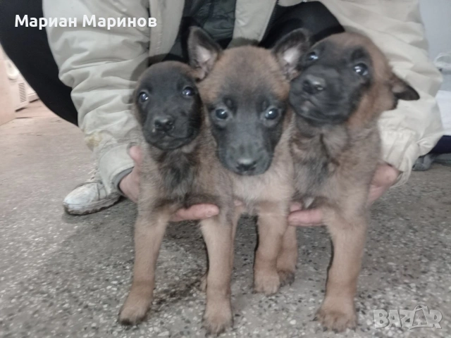 Белгийска овчарка- Малиноа, снимка 5 - Белгийска овчарка - 53195565