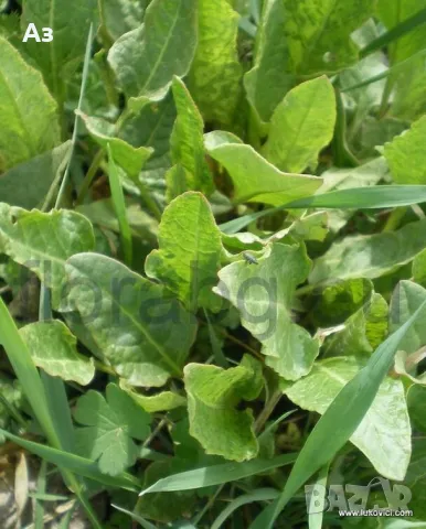 Продавам Киселец - семена, реколта 2025 г., снимка 5 - Други стоки за дома - 47316651