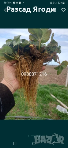 Предлагаме разсад ягоди, снимка 2 - Разсади - 53589069