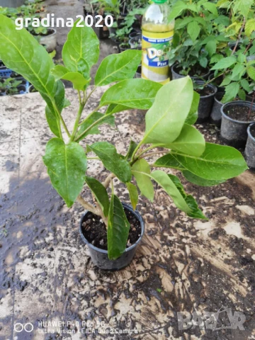 Соландра - Solandra maxima, снимка 3 - Разсади - 51248604