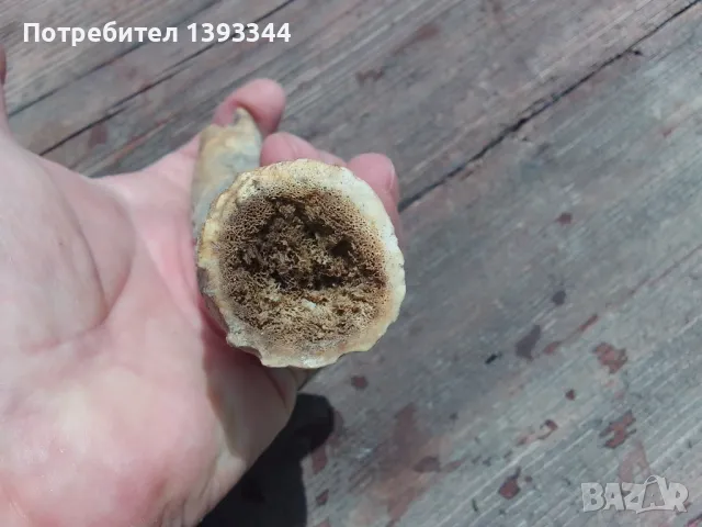 Рог от елен, снимка 5 - Антикварни и старинни предмети - 50409706