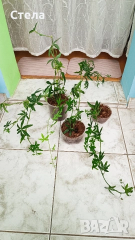 Пасифлора, бял Бенджамин, Сансевиера, мексиканска мента, Копривка , снимка 3 - Градински цветя и растения - 51170707