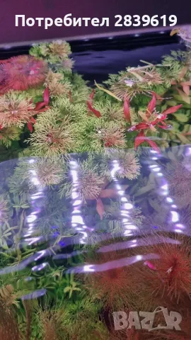 Аквариумни растения , снимка 8 - Други - 48767245