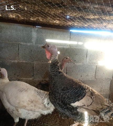 Разменям или продавам пуяк на 10 месеца