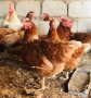 разплодни/оплодени яйца от Ломан Браун носачки , снимка 1 - Кокошки и пуйки - 43634220