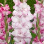 🌸 Луковици Гладиоли (Gladiolus), снимка 8