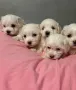 Малтийска болонка мини, снимка 2