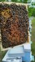 Пчелни отводки  сезон 2024 записване, снимка 2