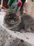 Продавам персийско женско коте, снимка 2