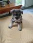 Кученца Цвергшнауцер , снимка 3