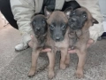 Белгийска овчарка- Малиноа, снимка 5