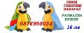 ПРОМО! Музикален пеещ и говорещ папагал Размахва криле, снимка 1 - Музикални играчки - 43097581
