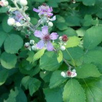 Розово цъфтяща сладка къпина (Лох мери), снимка 3 - Градински цветя и растения - 27265616