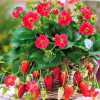 Ягода-Тоскана(Fragaria ananassa 'Toscana') -Червеноцъвтяща -Студоустойчива -Каскадна -Може да се отг, снимка 5 - Градински цветя и растения - 40652865