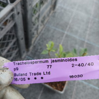 Жасмин, Trachelospermum Jasminoides, вечнозелен, студоустойчив, снимка 8 - Градински цветя и растения - 44919994