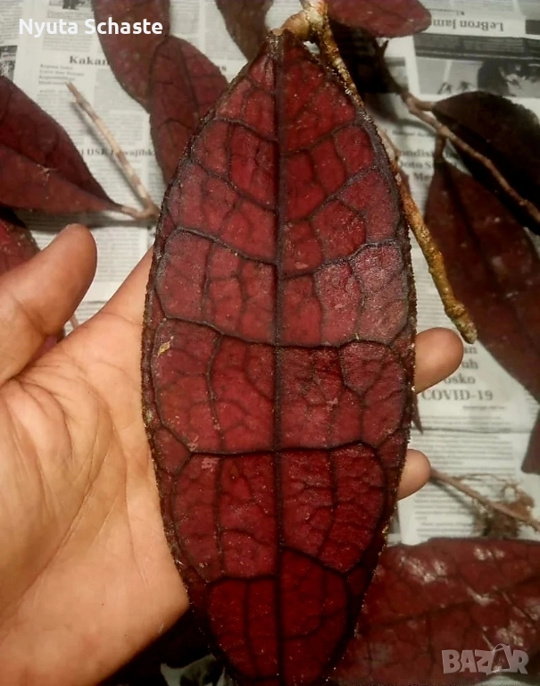 Hoya Clemensiorum Red , снимка 1