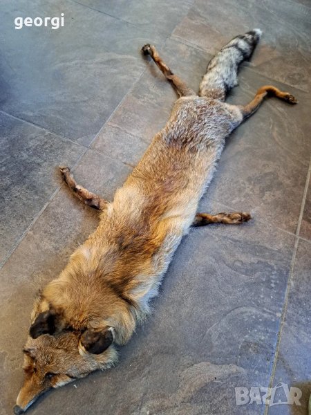 яка от лисица   25/4, снимка 1